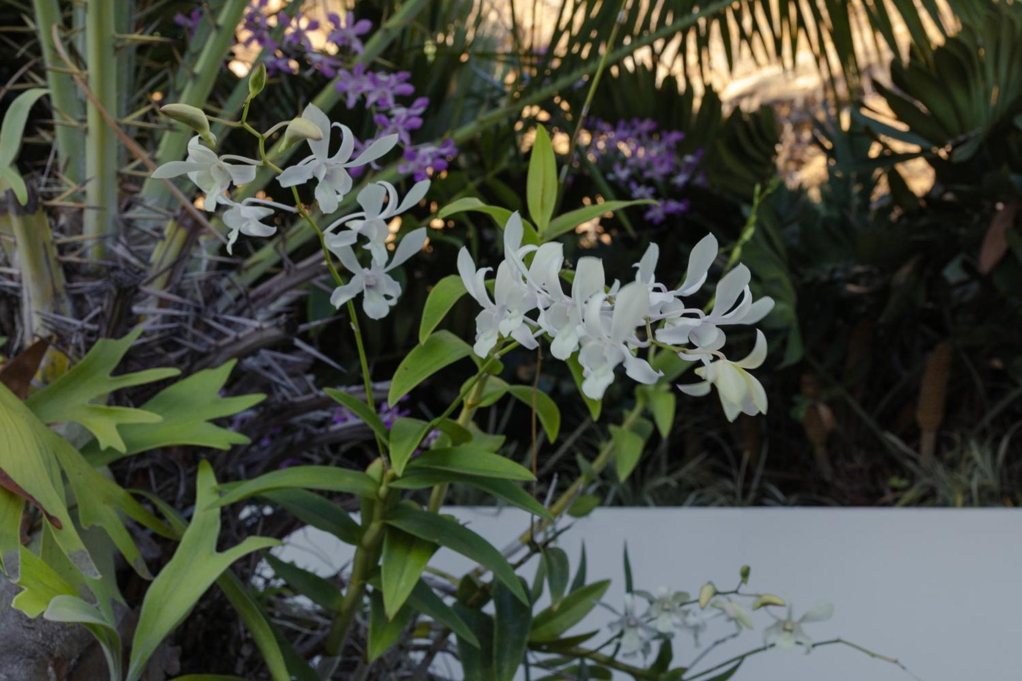 Adults Only! Ocaso Luxury Villas Entire Property Rincon Bagian luar foto